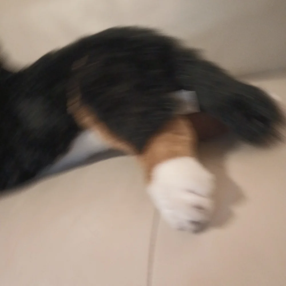 Vintage E & J  Classic Collection Bernese Mountain Dog Stuffed Plush M/L - Picture 9 of 16